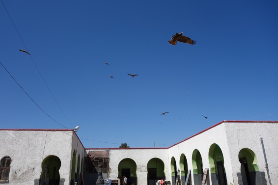 Falcons swoop for scraps at the camel meat market.