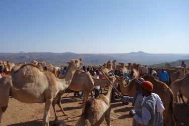 Men examine camels.