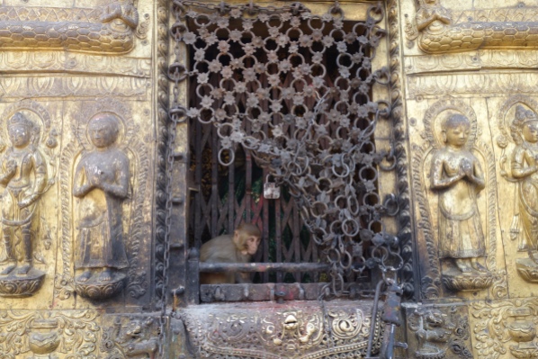 This monkey found a hiding spot inside Swayambhanath!