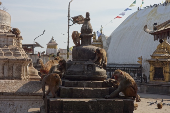 I can count at least 15 monkeys in this photo of Swayambhanath. Check the background for more!